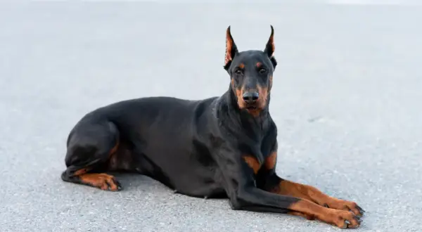 Czarny doberman leży na asfalcie, patrząc prosto w obiektyw. Czy doberman jest agresywny? Ten pies wygląda na spokojnego i czujnego.