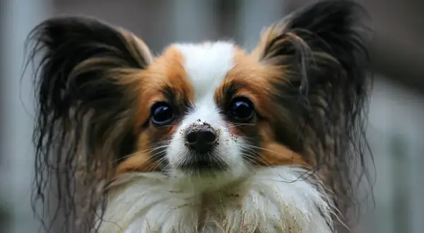Papillon z brudnym nosem po zabawie. Czy papillon jest szczekliwy? Ten mały piesek z pewnością potrafi dać o sobie znać!