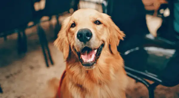 Uśmiechnięty golden retriever, jak pies przeprasza po psocie. Wesołe spojrzenie i otwarty pyszczek.