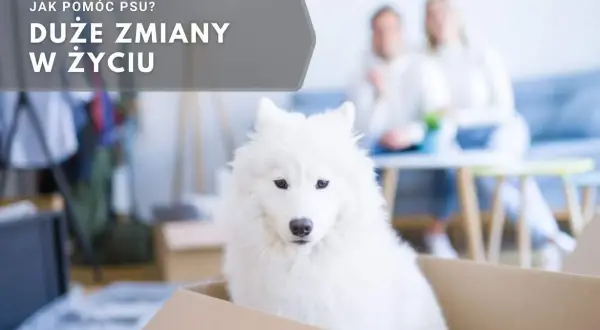 Biały pies w kartonie, czeka na nowy dom. Jak czuje pies, gdy zmienia właściciela? Duże zmiany w życiu.