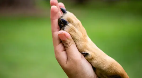 Ludzka dłoń obejmuje psią łapę, symbolizując, jak pies okazuje zaufanie.