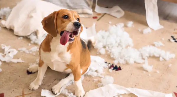 Szczęśliwy beagle siedzi wśród zniszczonych poduszek i papieru. Czy lęk separacyjny u psa mija?