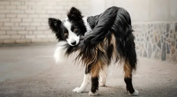 Pies rasy border collie, patrząc w obiektyw, zastanawia się, dlaczego gryzie swój ogon. Może to być nuda lub stres.