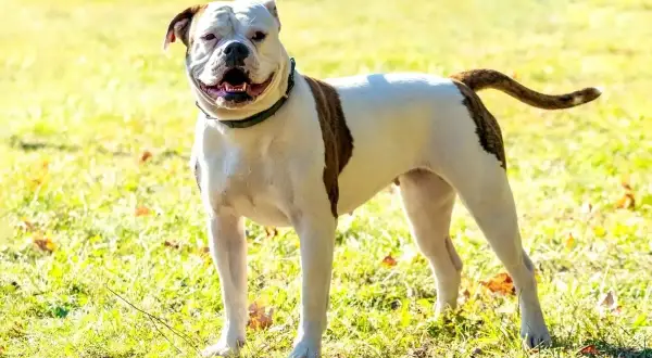 Buldog amerykański na trawie, zadowolony. Czy buldog amerykański jest agresywny? Ten piesek na to nie wygląda!