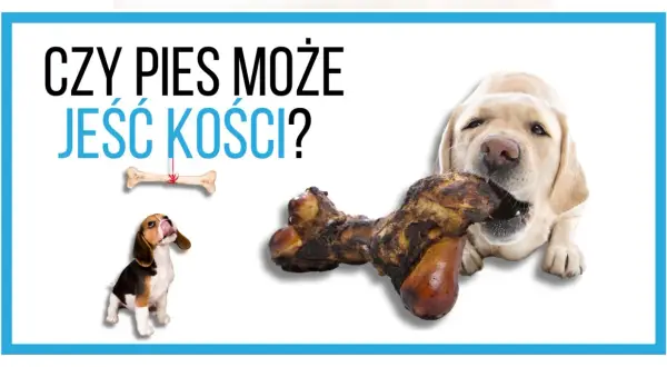 Labrador gryzie kość, a beagle patrzy na wiszącą kość. Czy pies może jeść kości?