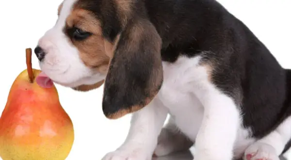 Uroczy szczeniak beagle próbuje gruszki, zastanawiając się, czy pies może jeść gruszkę.