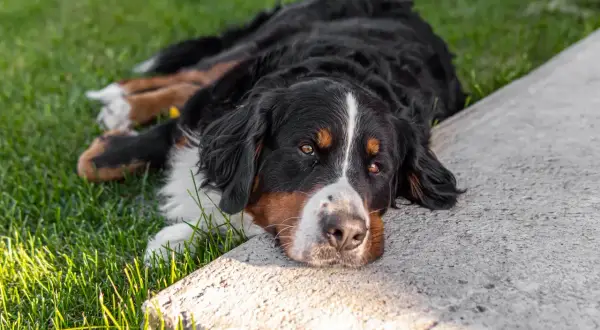Bernese mountain dog leży na trawie, zastanawiając się, czy pies może jeść cukier.