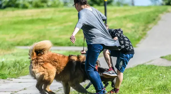Agresywny pies atakuje ludzi na spacerze, szarpiąc za ubranie. Kobieta i dziecko próbują się obronić.
