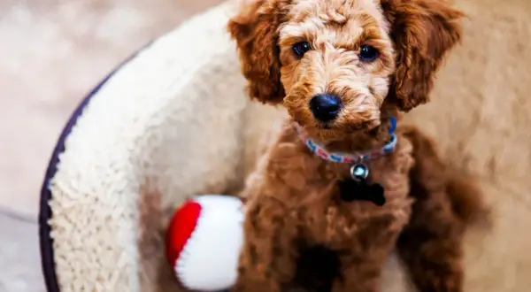 Uroczy szczeniak rasy Goldendoodle w legowisku, obok czerwono-biała piłeczka. Może jego imię to Edek?