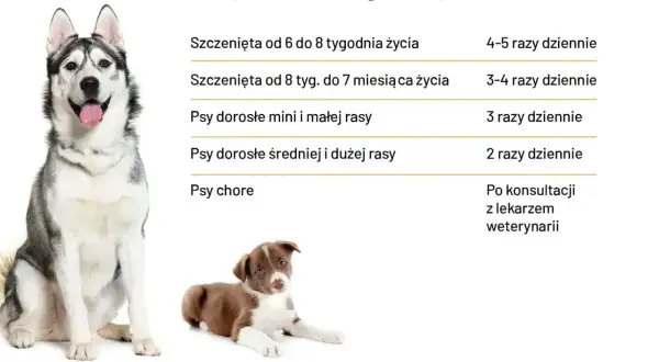 Tabela pokazuje zapotrzebowanie kaloryczne psa w zależności od wieku i rasy. Dorosłe psy średnich i dużych ras jedzą 2 razy dziennie.