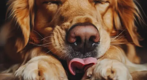 Złoty retriever, z zamkniętymi oczami, liże się w nocy, wyciągając różowy język do łapy.