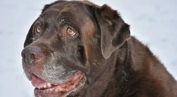 Czekoladowy labrador z siwiejącym pyskiem, który wygląda, jakby potrzebował karmy na luźne kupy.
