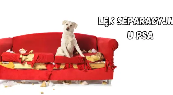 Biały pies siedzi na zniszczonej czerwonej kanapie, wygląda jakby się czegoś bał.