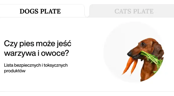 Jamnik z marchewką w pysku. Czy pies może jeść warzywa? Dowiedz się, które warzywa dla psa są bezpieczne.