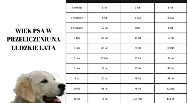 Tabela wieku psa w ludzkich latach. Kiedy pies staje się spokojniejszy, zależy od jego wielkości.