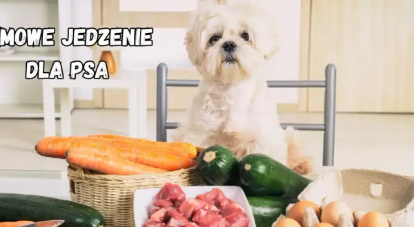 Biały piesek czeka na swoją domową dietę dla psa: marchew, cukinia, mięso i jajka.