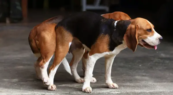 Dwa beagle stoją obok siebie. Ich sierść jest trójkolorowa. To przypomina, dlaczego psy się szczepi – dla ich zdrowia i bezpieczeństwa.