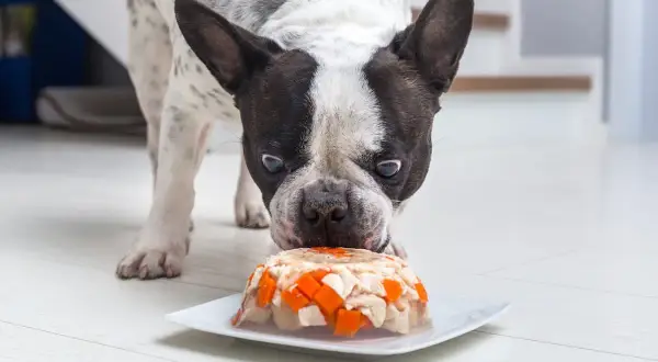 Pies rasy buldog francuski wącha tort dla psa przepis. Smakołyk z kurczakiem i marchewką na talerzyku.
