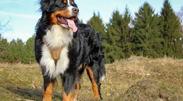 Bernese Mountain Dog w brązowej szelce, z językiem na wierzchu. Idealny pies na spacery, może Borys?