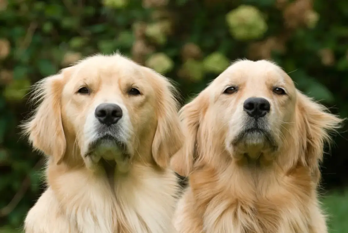 Dwa urocze golden retrievery patrzą w obiektyw. Dowiedz się, jak dbać o te wspaniałe psy, zapewniając im szczęśliwe życie.