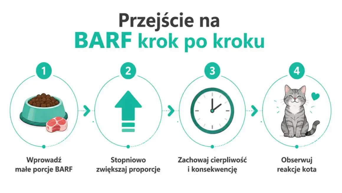 Przejście na BARF krok po kroku: małe porcje, stopniowe zwiększanie, cierpliwość i obserwacja reakcji kota.