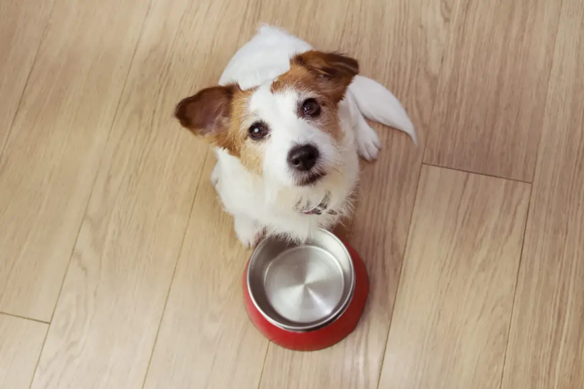 Szczeniak Jack Russell czeka z pustą miską, zastanawiając się, jak często karmić szczeniaka.