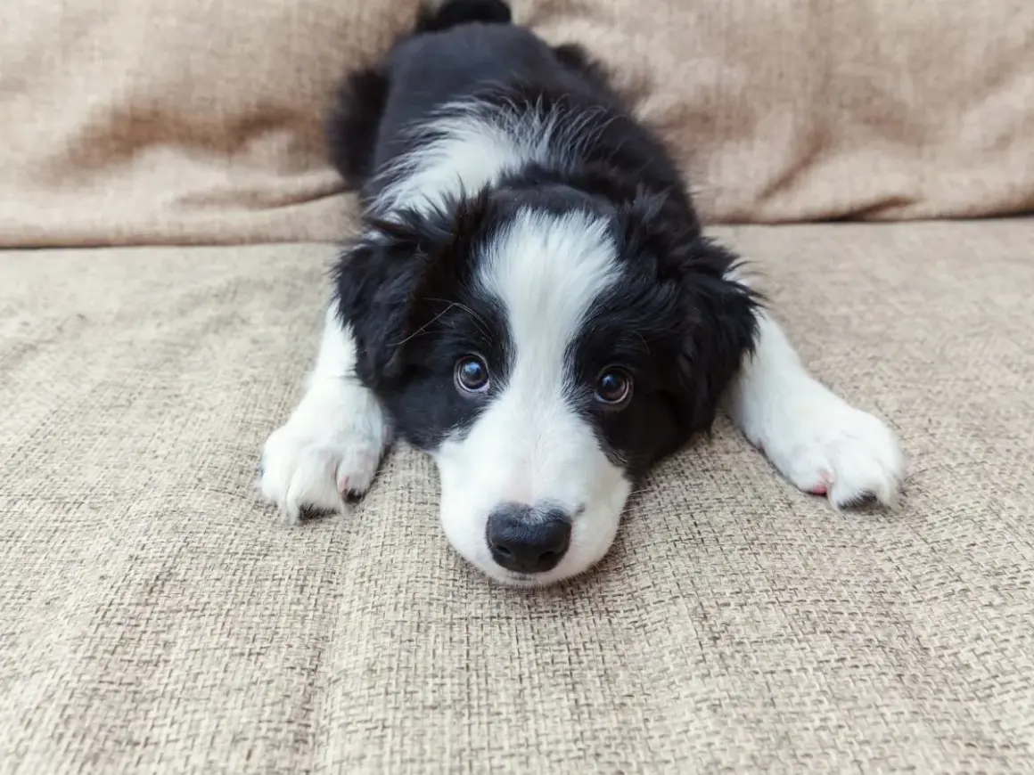 Uroczy szczeniak rasy Border Collie leży na kanapie. Szukasz inspiracji na angielskie imiona dla zwierząt?