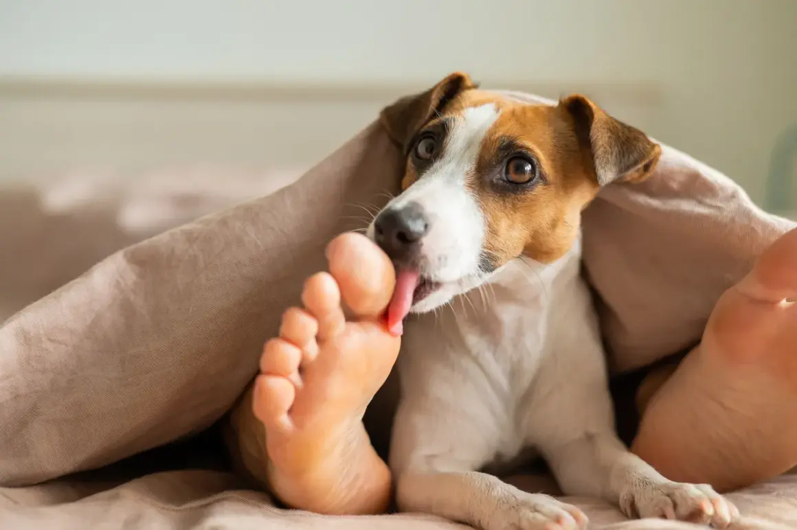 Piesek Jack Russell Terrier pod kołdrą liże ludzką stopę. To jego sposób na okazywanie czułości i troski, a może po prostu lubi słony smak?