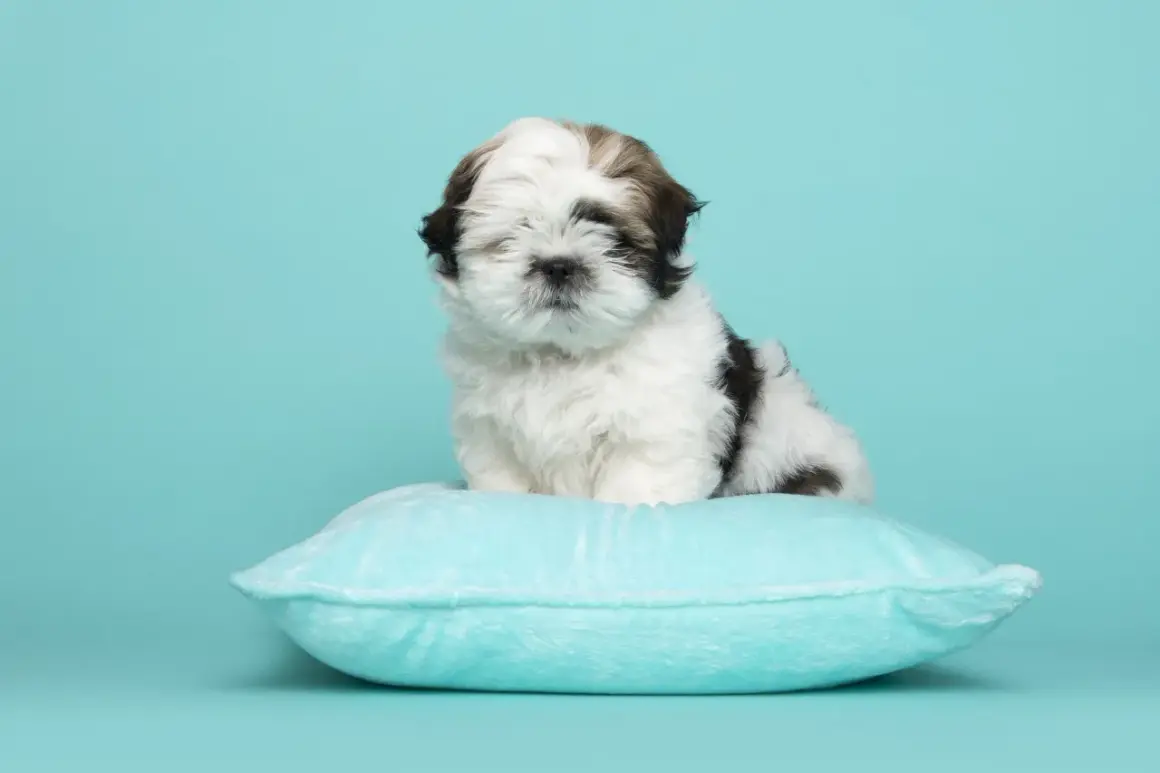 Uroczy szczeniak shih tzu na poduszce. Podstawy jak wychować szczeniaka tej rasy.