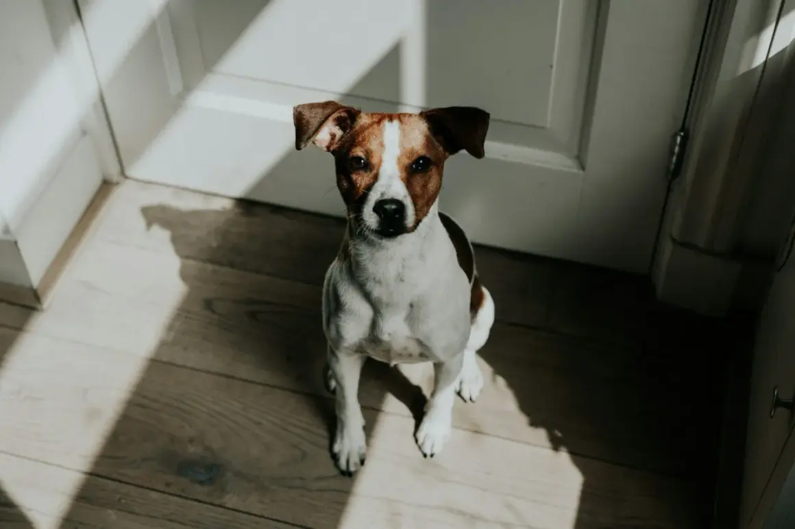 Siedzący piesek rasy Jack Russell Terrier, z uwagą wpatrujący się w obiektyw. Słońce rzuca na niego ciekawe cienie, podkreślając jego sylwetkę i sugerując przełomy behawioralne u psa.
