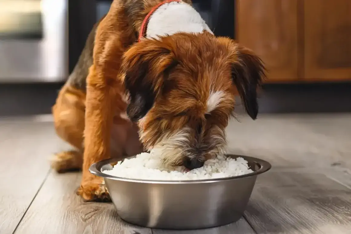 Mały piesek z apetytem zajada się ryżem z miski. Czy pies może jeść ryż? Ten wygląda na zadowolonego!