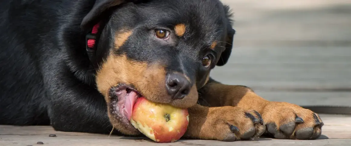 Szczeniak Rottweilera gryzie jabłko, zastanawiając się, czy pies może jeść jabłko.