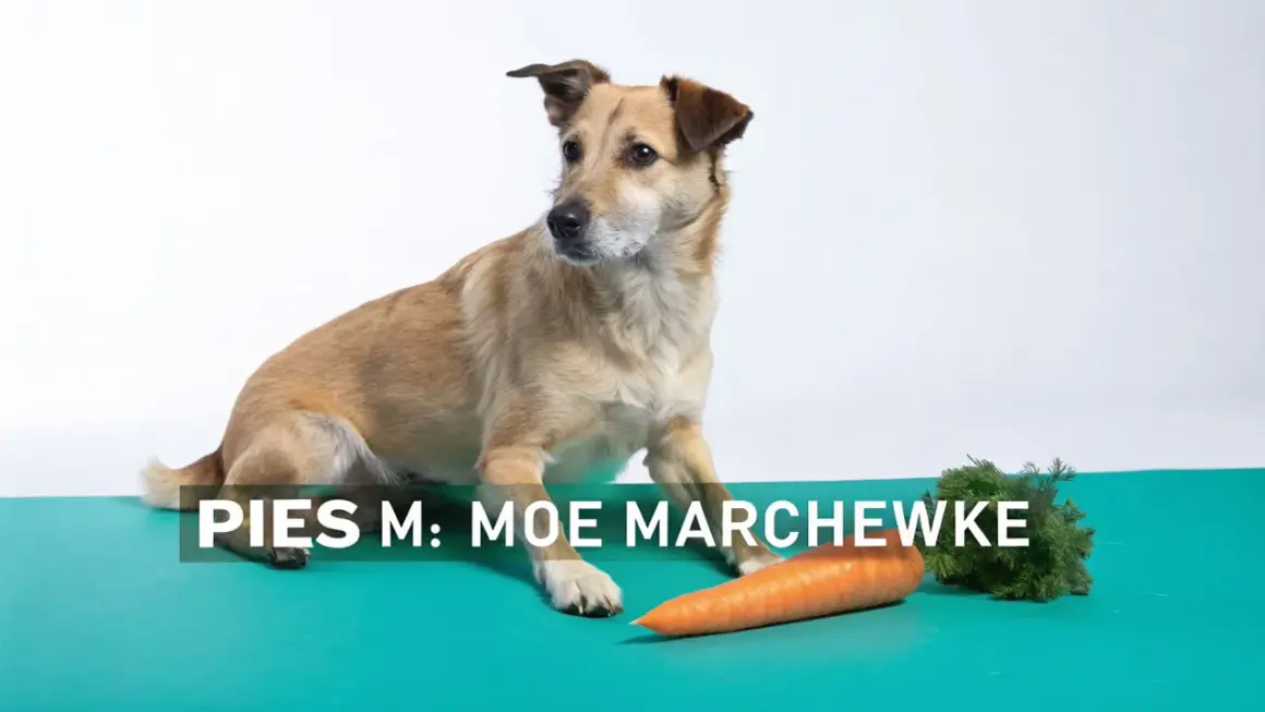 Pies Moe zastanawia się, czy pies może jeść marchew. Obok leży pomarańczowa marchewka.