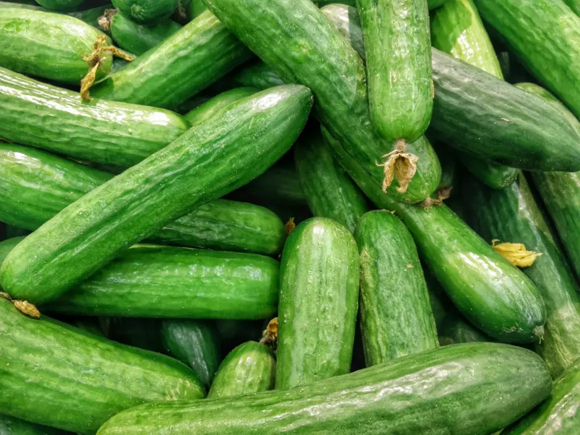 Stos świeżych ogórków. Zastanawiasz się, czy pies może jeść ogórki małosolne? Te zielone warzywa są zdrowe i niskokaloryczne.