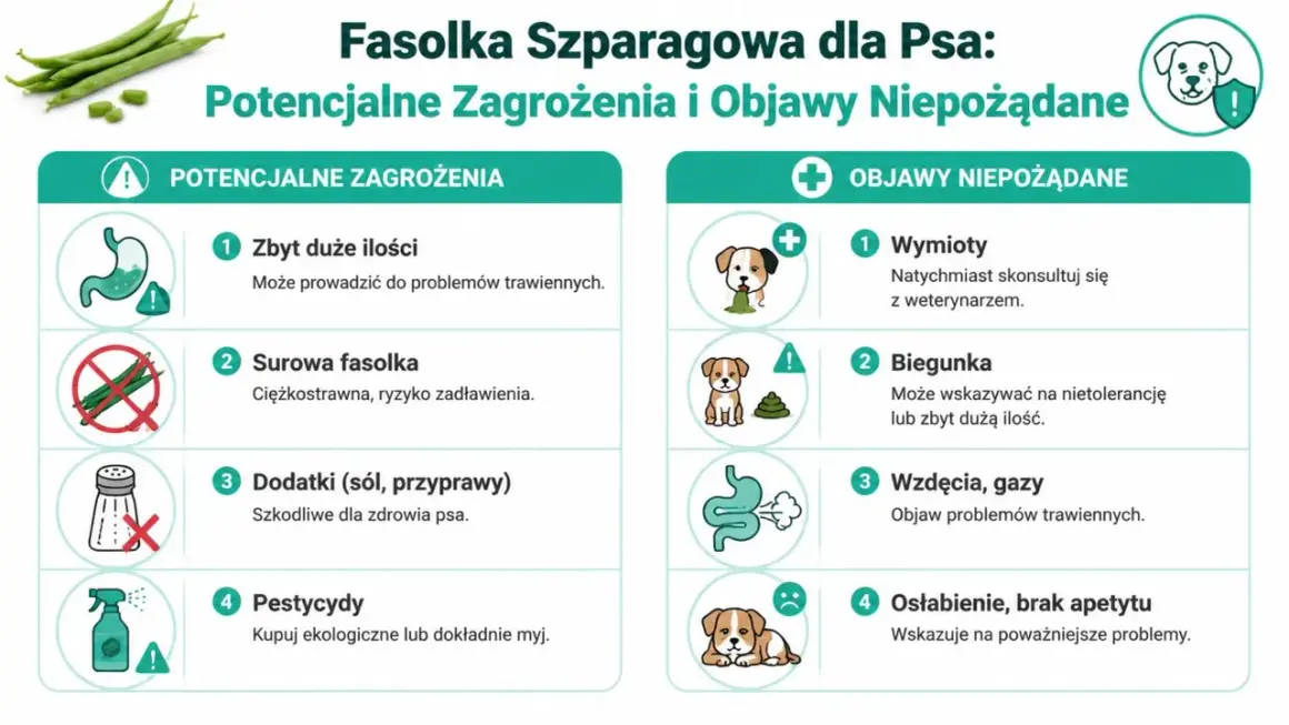 Czy pies może szparagi? Grafika ostrzega przed zagrożeniami: zbyt dużą ilością, surową fasolką, dodatkami i pestycydami. Objawy to wymioty, biegunka, wzdęcia i osłabienie.