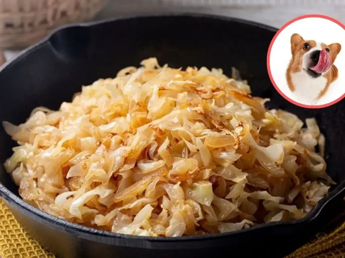 Czy pies może jeść bigos? Na zdjęciu bigos w garnku i piesek z językiem na wierzchu, jakby chciał spróbować.
