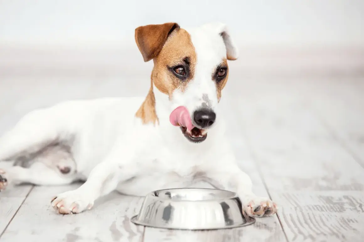 Jack Russell terrier oblizuje pyszczek, czekając na swoją ulubioną suchą lub mokrą karmę dla psa.