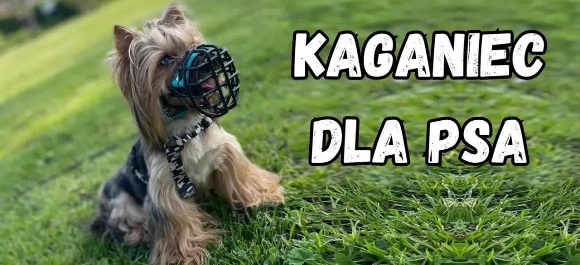 Mały york w kagańcu na trawie. Jaki kaganiec dla psa? Ten model wygląda na wygodny i bezpieczny.