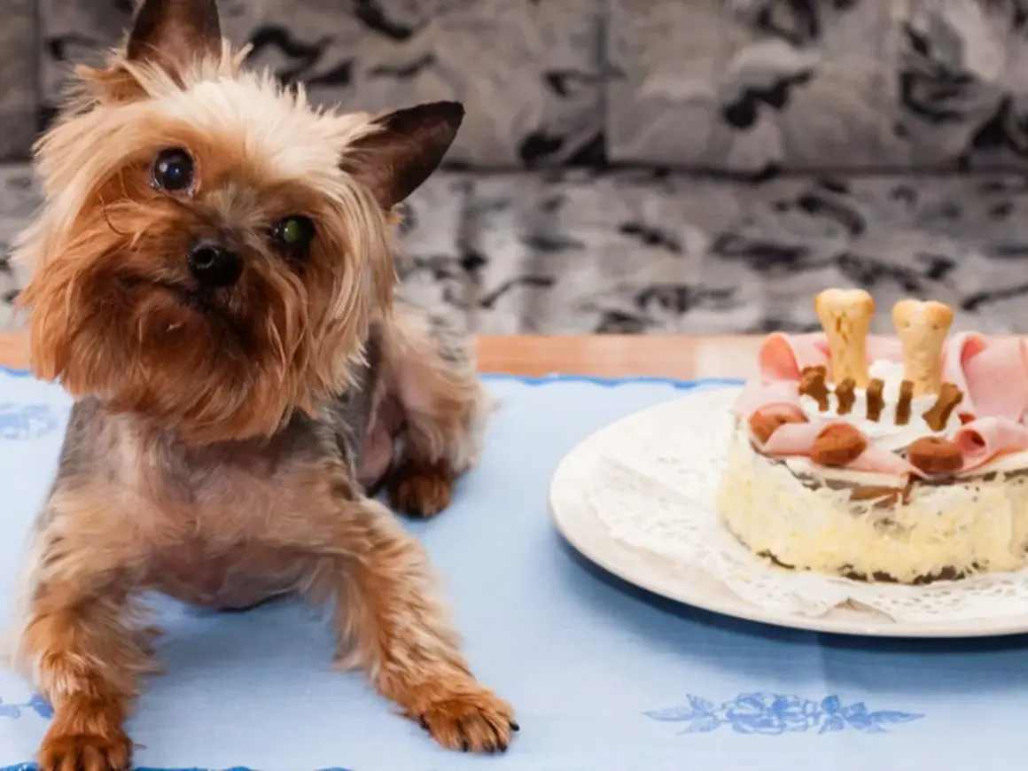 Yorkshire terrier czeka na swoje ciasteczka z wątróbki dla psa. Na talerzu tort z szynką i kośćmi.