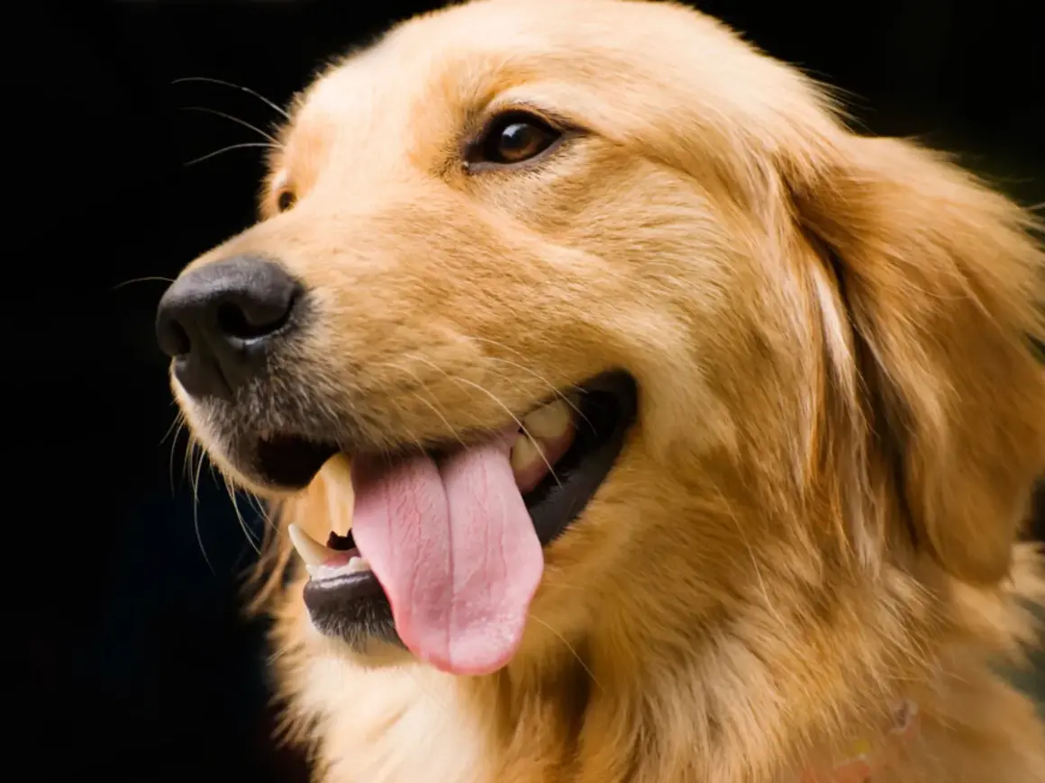 Szczęśliwy golden retriever z wystawionym językiem, gotowy do nauki, jak wytresować golden retrievera.