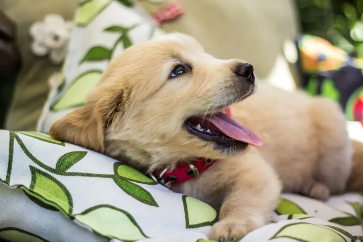 Uroczy szczeniak golden retriever, z językiem na wierzchu, odpoczywa na poduszce. Ile śpi szczeniak? Pewnie sporo, bo to mały, rozkoszny piesek.