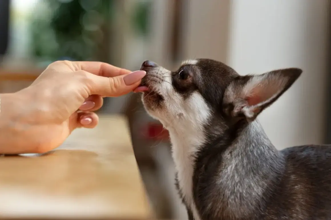 Chihuahua zjada smakołyk z ręki. Zastanawiasz się, ile razy dziennie podać pyralginę dla psa?
