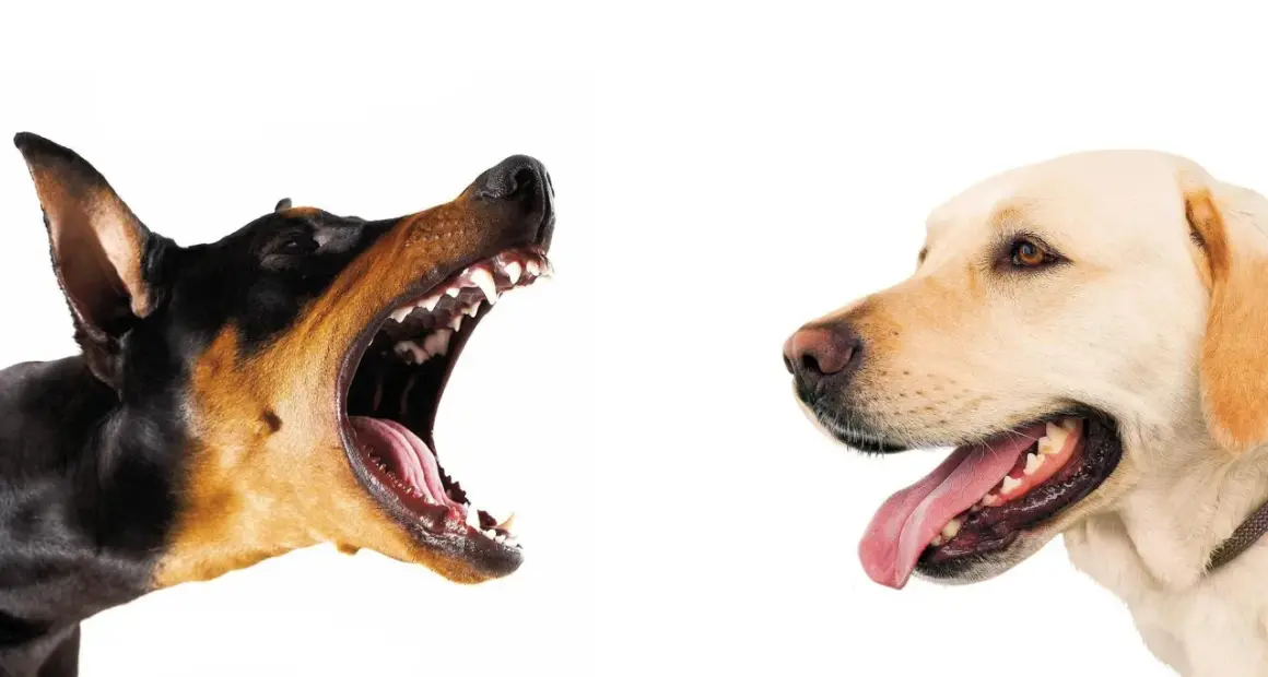 Doberman warczy, pokazując zęby, a labrador z językiem na wierzchu. Dlaczego pies szczeka na inne psy?