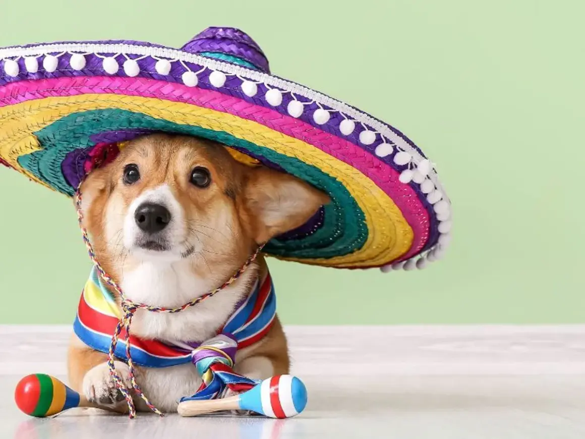 Uroczy corgi w kolorowym sombrero i chustce, z marakasami. Idealny kandydat na hiszpańskie imiona dla psa, np. Chico.