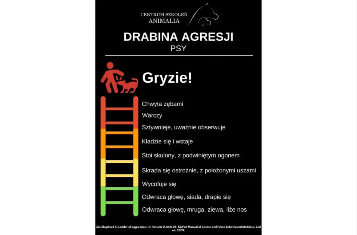 Drabina agresji u psa: od odwracania głowy po gryzienie. Wizualizacja postępujących zachowań.