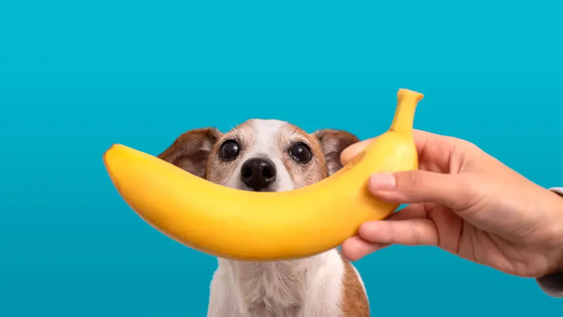 Zwierzę z zaciekawieniem patrzy na banana, zastanawiając się, czy pies może banana.