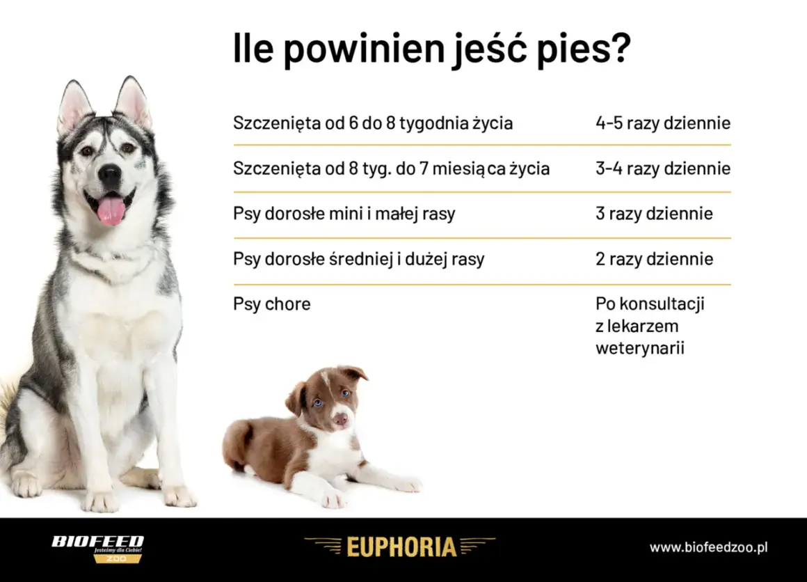 Ile razy dziennie powinien jeść pies? Tabela podpowiada: szczenięta 4-5 razy, dorosłe 2-3 razy, chore po konsultacji z weterynarzem.