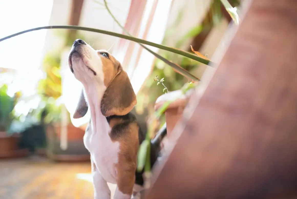 Mały beagle z zaciekawieniem patrzy w górę, jakby uczył się, jak wytresować beagle. W tle rośliny i światło.