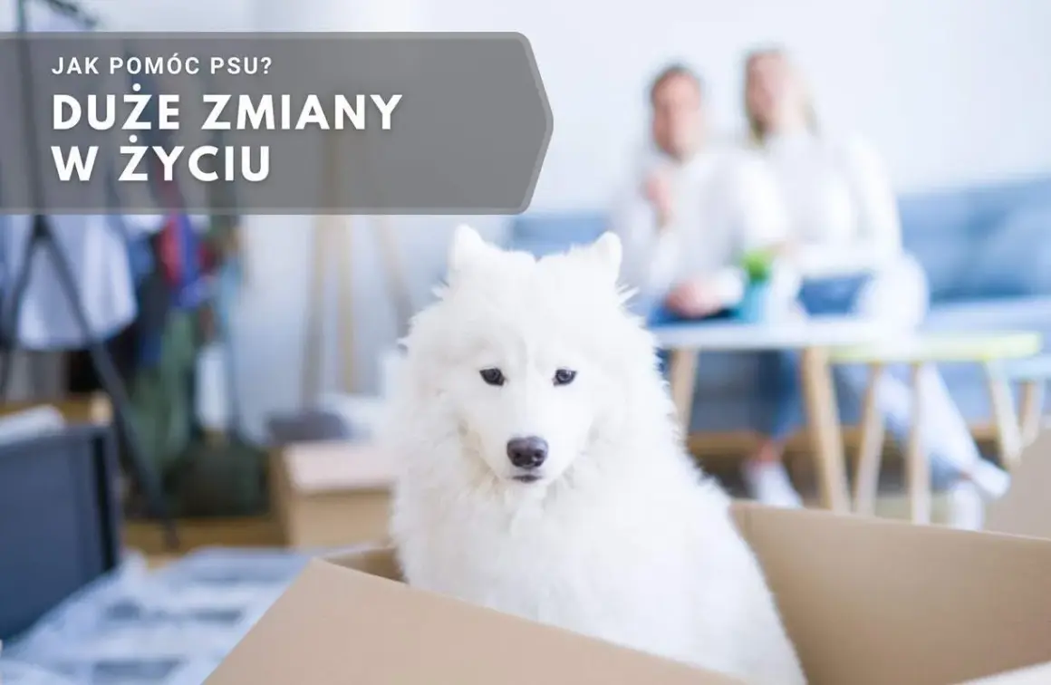 Biały pies w kartonie, czeka na nowy dom. Jak czuje pies, gdy zmienia właściciela? Duże zmiany w życiu.