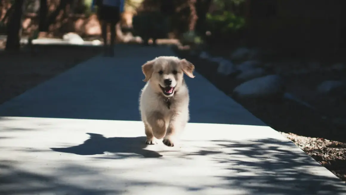 Radosny szczeniak golden retriever biegnie ścieżką, kiedy ze szczeniakiem na spacer. Wesoły piesek w ruchu, z rozchylonym pyszczkiem.